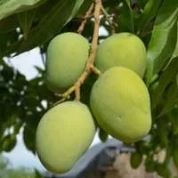 Sugar Defender African Mango metabolism and appetite support ingredient
