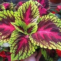 Sugar Defender Coleus metabolic support ingredient
