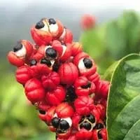 Sugar Defender Guarana antioxidant circulation support ingredient